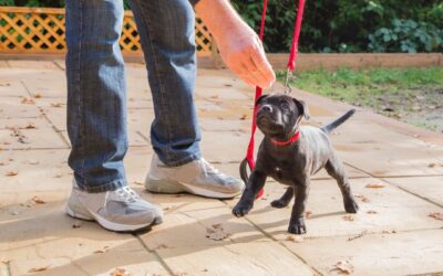 How Resident Dog Training Can Set Your Dog Up for Long-Term Success