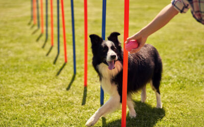 What’s Better: Individual or Group Dog Training?