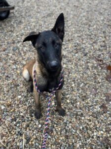 Gray belgian malinois puppies best sale for sale