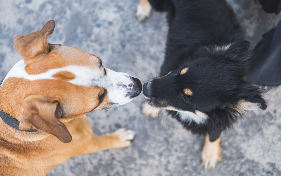 The Benefits of Socialization for Dogs