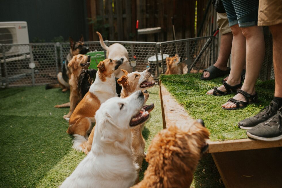 How to Choose the Right Dog Daycare Canine College, Bow Wow Resort