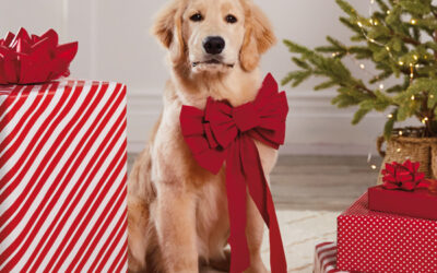How To Reinforce Dog Training At Home During Holidays