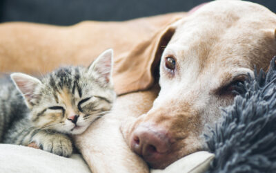 Tips to Help Your Dog and Cat Live Peacefully Together