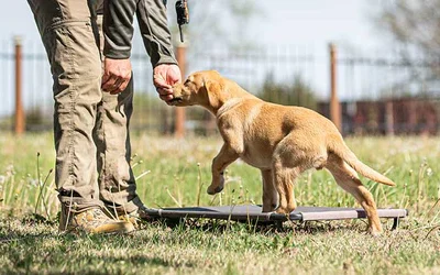 Top Summer Training Tips Every Dog Owner Should Know